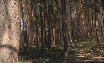 Загадочные смерти: в лесополосе на Яворовском полигоне обнаружили тела военного и гражданского.Видео