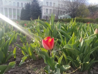 Необыкновенная красота тюльпанного поля в центре Мелитополя (фото)