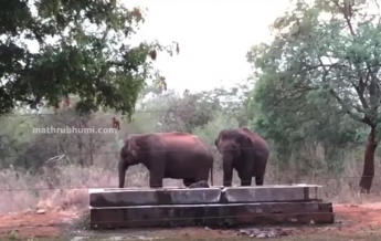 Слоны сами спасли попавшего в резервуар детеныша.Видео