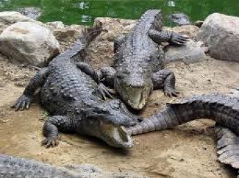 В Мелитополе из-за коронавируса крокодилы оказались на грани смерти