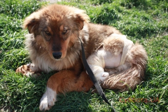 В Запорожье бездомный пес спас раненую подружку (фото)