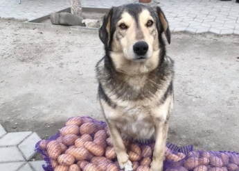 В Запорожской области убили собаку с человеческим именем