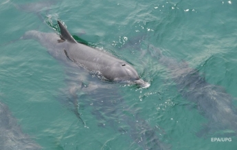 В одесский порт заплыли дельфины (видео)