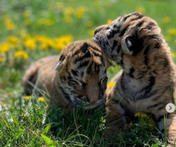 В Мелитополе в зоопарке тигрица отказалась от своих тигрят (фото)