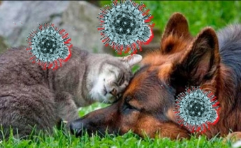 Владельцы котов и собак бессимптомно переносят коронавирус COVID-19. Любопытное исследование
