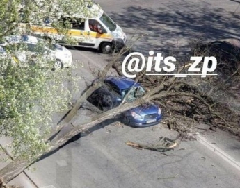 В Запорожье на движущуюся машину упало дерево (фото)