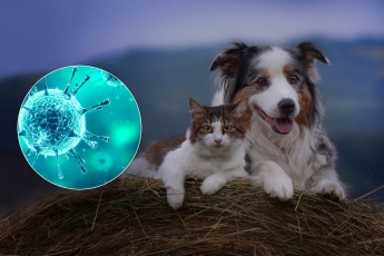 Коты и собаки не спасут: разбит популярный миф о коронавирусе