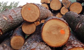 Директор лесного хозяйства "наторговал" древесины на тюремный срок
