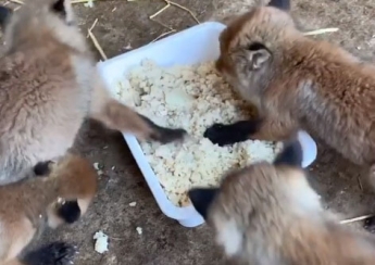 Осиротевшие лисята поселились в мелитопольском зоопарке (видео)