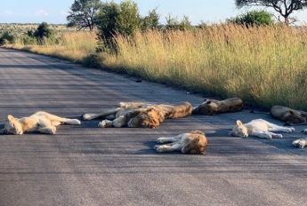 В Африке львы в карантин уснули прямо на проезжей части (фото)