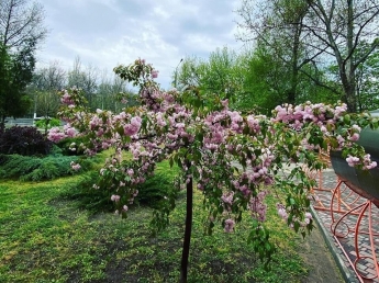 В Мелитополе цветёт экзотическое дерево (фото)