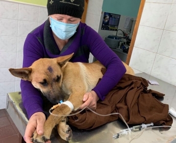 Стало известно о состоянии собаки, которой выстрелили в голову в Мелитополе (фото