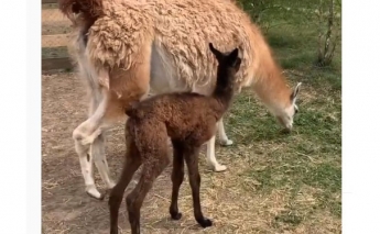 В мелитопольском зоопарке на свет появился детеныш ламы (фото, видео)