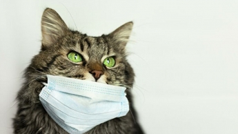В США впервые нашли коронавирус у домашних животных: насколько это опасно