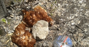 Кровавая резня из-за курицы: под Одессой произошел дикий инцидент