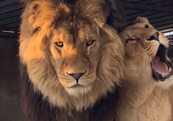 В мелитопольском зоопарке родились львята