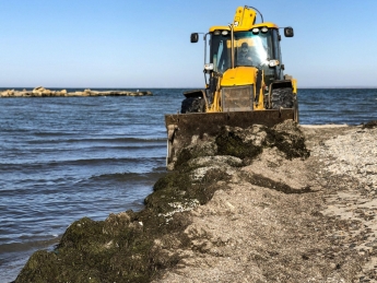 В Бердянске с пляжей вывозят тонны водорослей (фото)