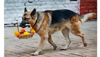В Запорожье верный пёс помогает пенсионерке носить тяжелые сумки (ВИДЕО)