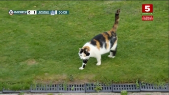 Толстый кот попытался сорвать матч чемпионата Беларуси по футболу (фото, видео)