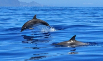 На берег Азовского моря выбросило мертвого дельфина (ФОТО)