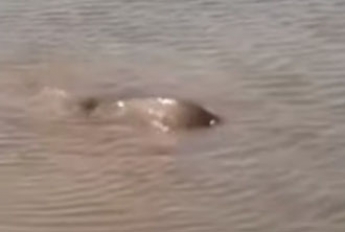 В сети показали нерестовый бум в реке возле Кирилловки (видео)
