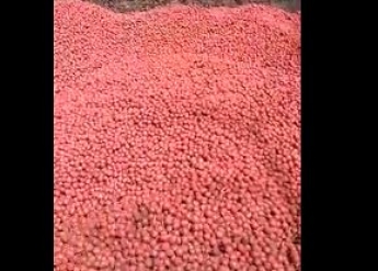 В России фермеры выбрасывают тонны редиса на свалки: впечатляющее видео