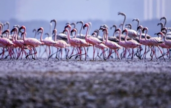 Розовые фламинго наводнили города Индии (фото)