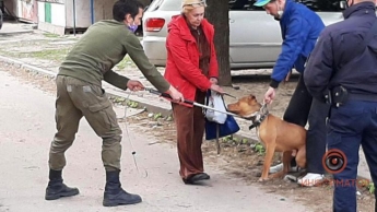 В Днепре пес бойцовской породы напал на ребенка и покусал полицейского