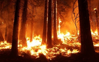 Появилось видео масштабного лесного пожара в Запорожской области