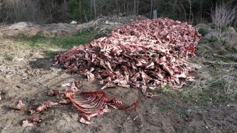 Берег реки на Закарпатье засыпали сотнями скелетов: опубликованы жуткие фото