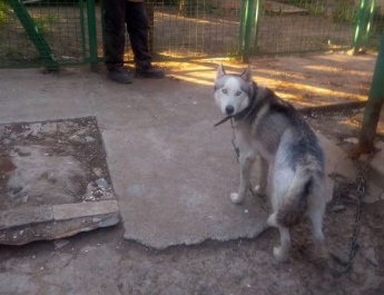Запорожские волонтеры спасли в Мелитополе породистого пса (фото)