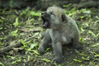 В бердянском зоопарке родились семеро полярных волчат, - ВИДЕО