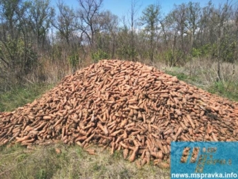 В Мелитополе на окраине города оставили гнить гору моркови (фото)