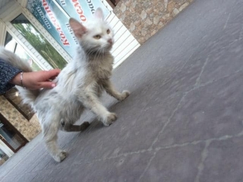 В Мелитополе кошка жила в квартире с разлагающимся телом хозяйки (фото)