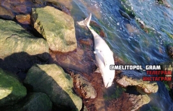 На берегу Азовского моря продолжают находить мертвых дельфинов (фото, видео)