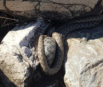 Отдыхающих на берегу Азовского моря напугали клубки змей (фото, видео)