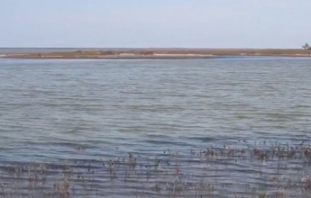В Молочном лимане косяк пиленгаса у берега устраивает представление для отдыхающих (видео)