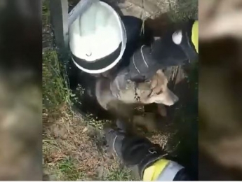 Спасатели достали из 2-метрового колодца собаку, - ВИДЕО