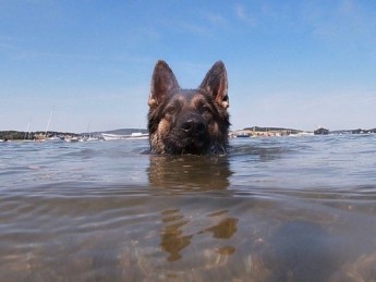Чтобы спасти хозяина, собака несколько часов плыла к берегу