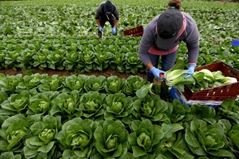 Карантинная необходимость: Италия хочет привлечь заробитчан ко сбору овощей и фруктов