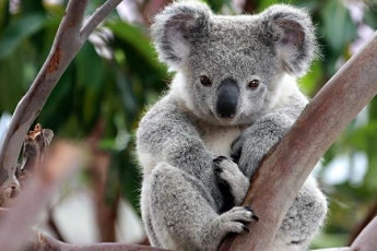 Ответа не было 13 лет: ученые наконец-то разрешили "загадку века" о коалах. Видео