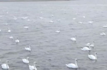В Кропивницкий прилетели сотни лебедей (видео)