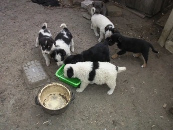 В Мелитополе обнаружили жуткое собачье гетто (фото)