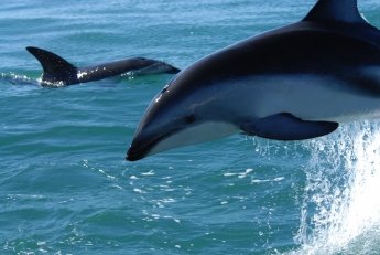 У берега Кирилловки дельфин устроил заплыв (видео)