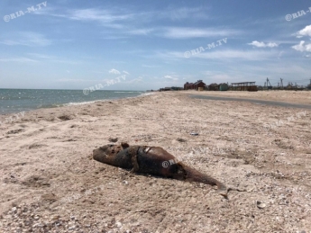 В Кирилловке на берегу никто не убирает гниющие туши мертвых дельфинов (фото, видео 18+)