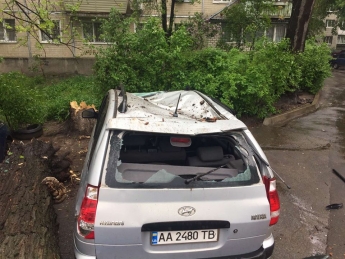 Смерть была совсем рядом: в Киеве произошло жуткое ЧП с деревом, фото