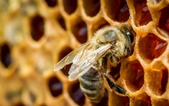 В четырех районах Запорожской области зафиксировали массовую гибель пчел