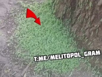 В парке Мелитополя нашествие гусениц (видео)