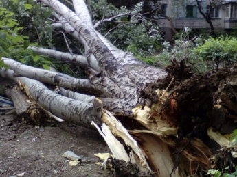 На харьковчан рухнуло дерево в центре города: кадры с места ЧП