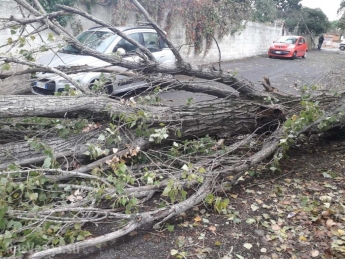 Валил деревья и уничтожал авто: Черниговом пронесся мощный ураган, фото и видео